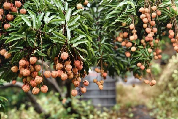 贵丰配资 南沙荔枝快卖完了？不怕！从化发来邀请→